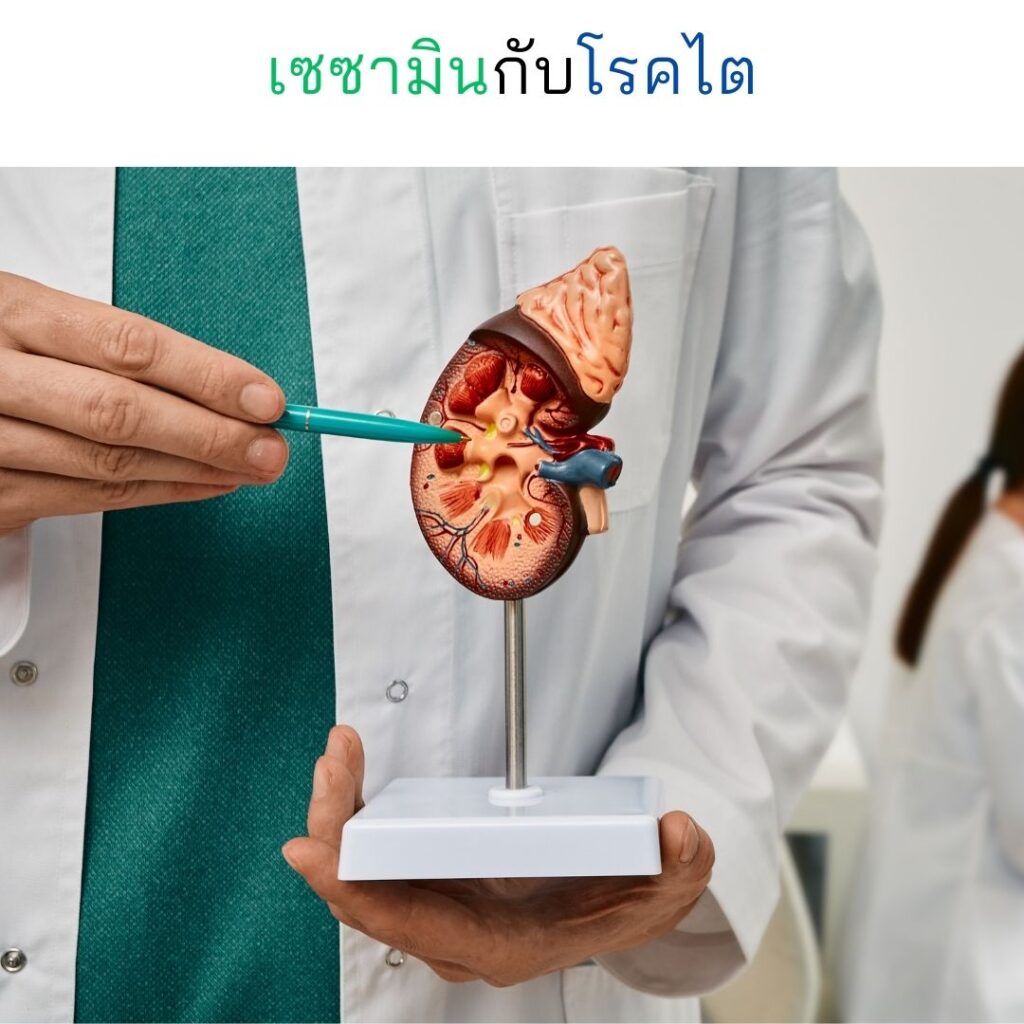 เซซามินกับโรคไต image